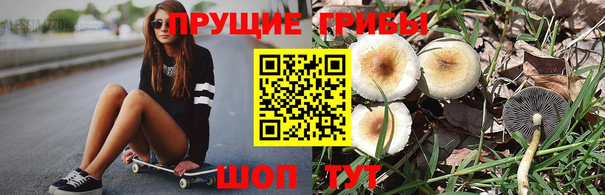 Галлюциногенные грибы Psilocybe Новоалександровск